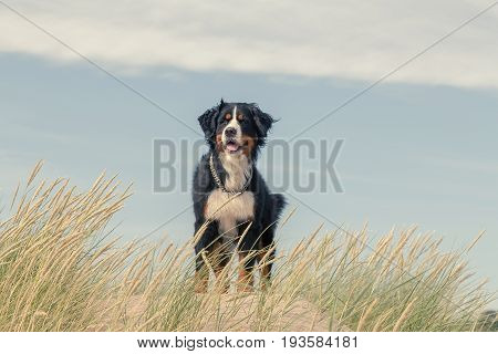 bernese mountain dog in the grass on sand dunes
