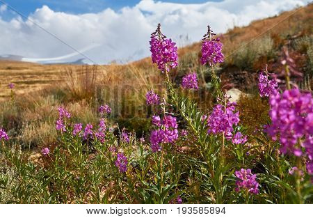Beautiful flowers in the field. Sunset in the steppe a beautiful evening sky with clouds plato Ukok no one around Altai Siberia Russia