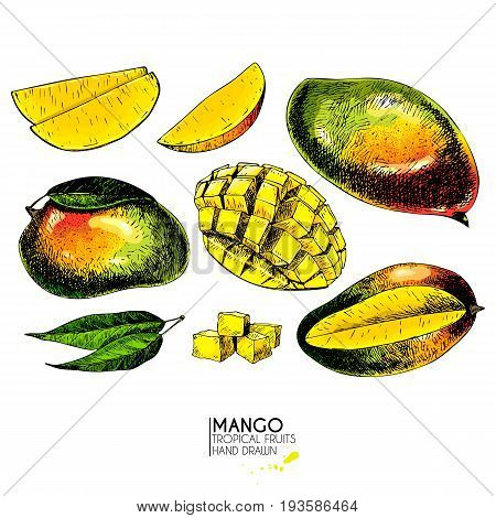 Vector hand drawn set of exotic fruits. Ioslated mango slices half and whole. Engraved colored art. Delicious tropical vegetarian objects. restaurant menu smoothie bowl party decoration meal