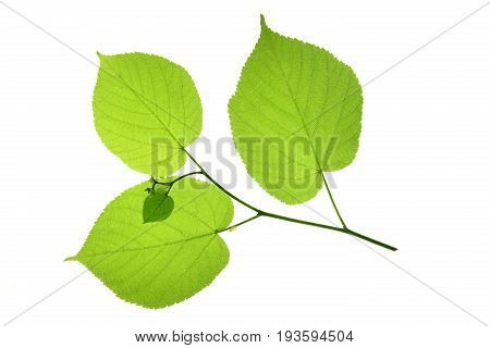 Little twig with linden leaves isolated against white background (Tilia)