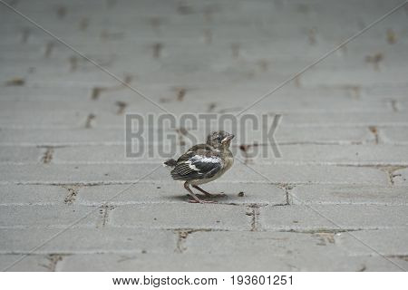cute little small baby bird house sparrow chick fall out from the nest separated from its mother and lost in city walking on a pavement alone making some urban exploration.
