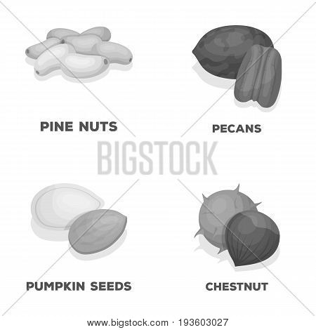 Pecan, pine nut, pumpkin seeds, chestnut.Different kinds of nuts set collection icons in monochrome style vector symbol stock illustration .