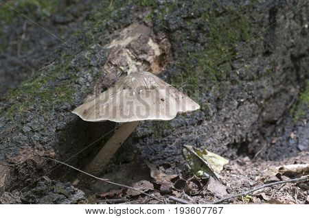 Deer Mushroom (Pluteus cervinus) near a birch tree stump