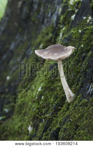 Deer Mushroom (Pluteus cervinus) near a birch tree stump