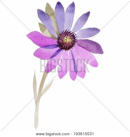 Wildflower immortelle flower in a watercolor style isolated. Full name of the plant: immortelle. Aquarelle wild flower for background, texture, wrapper pattern, frame or border.