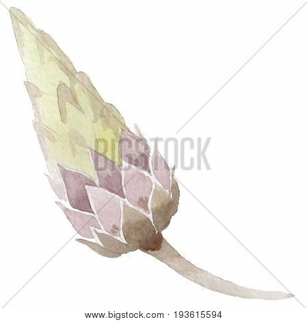 Wildflower immortelle flower in a watercolor style isolated. Full name of the plant: immortelle. Aquarelle wild flower for background, texture, wrapper pattern, frame or border.