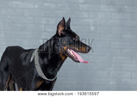 Purebred French Shepherd Dog, Side View