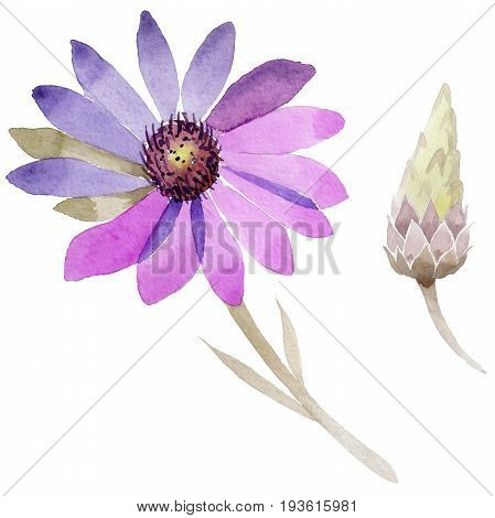 Wildflower immortelle flower in a watercolor style isolated. Full name of the plant: immortelle. Aquarelle wild flower for background, texture, wrapper pattern, frame or border.