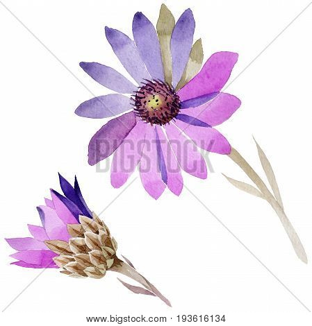 Wildflower immortelle flower in a watercolor style isolated. Full name of the plant: immortelle. Aquarelle wild flower for background, texture, wrapper pattern, frame or border.