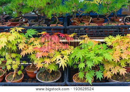 Bonsai Trees With Autumn Leaves