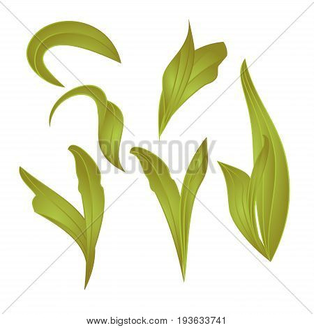 leaves Lily vintage set first vector botanical editable illustration hand draw