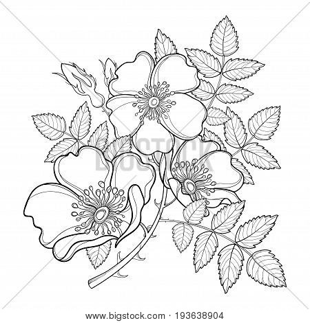 Vector branch with outline Dog rose or Rosa canina, medicinal herb. Flower, bud and leaves isolated on white background. Ornate wild rose in contour style for summer design and coloring book.