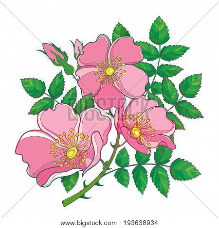 Vector branch with outline Dog rose or Rosa canina, medicinal herb. Pink flower, bud and green leaves isolated on white background. Bunch with ornate wild rose in contour style for summer design.