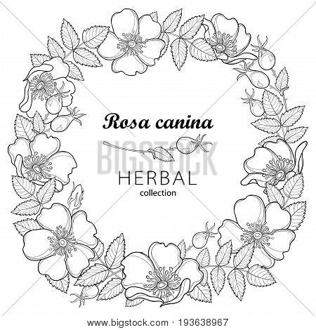 Vector round wreath with outline Dog rose or Rosa canina, medicinal herb. Flower, leaves and hip isolated on white background. Ornate wild rose in contour style for summer design and coloring book.