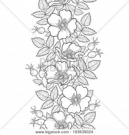 Vector seamless pattern with outline Dog rose or Rosa canina. Flower, hips and leaves on the white background. Rosehip border in contour style for summer design, medicine, homeopathy, coloring book.
