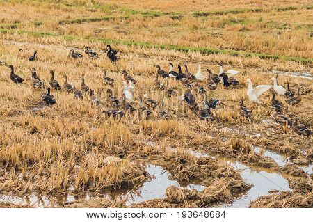 Flock Of Ducks Forage Food In Rice Field
