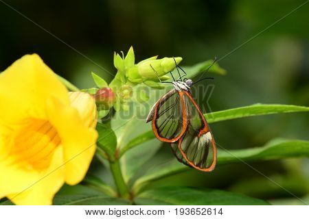 A delicate glasswing butterfly lands on a flower in the gardens.