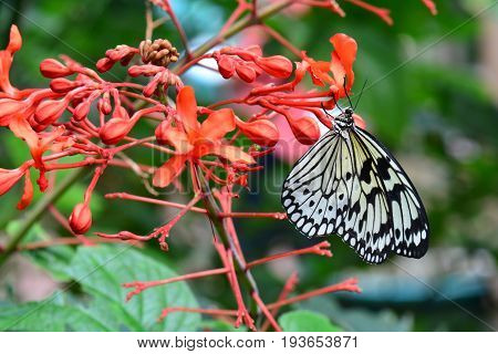 A pretty white tree nymph lands on a flower in the gardens for a biter to eat.