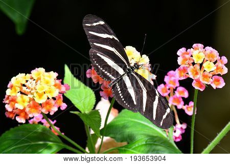 A zebra longwing butterfly sucks on a nectar sandwich in the gardens.