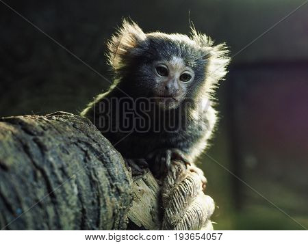 A gray monkey with brown eyes sits on a thick branch