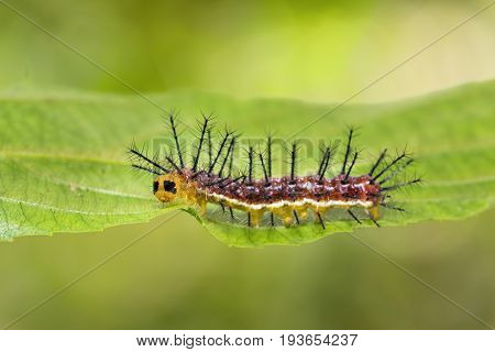 Rustic (cupha Erymanthis) Caterpillar