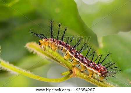 Rustic (cupha Erymanthis) Caterpillar