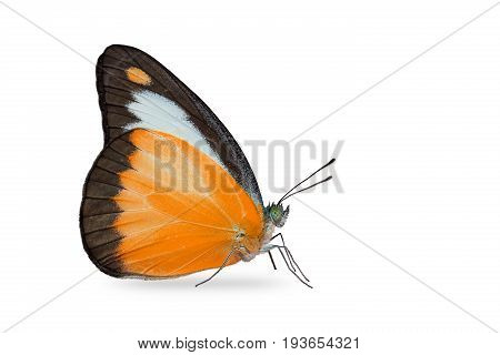 Chocolate Albatross (appias Lyncida) Butterfly