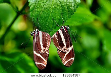 A pair of mating longwing butterflies keep the cycle going in then gardens.