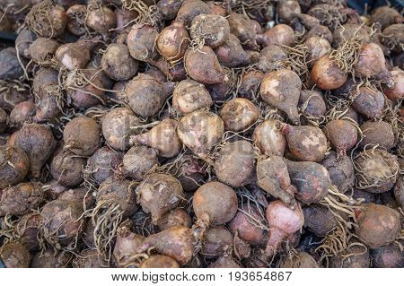 harvested ripe beet root vegetable in Italian vagetarian market.