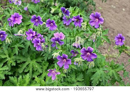 Geranium ibericum commonly called Iberian geranium or Caucasus geranium. Cultivated as a garden plant