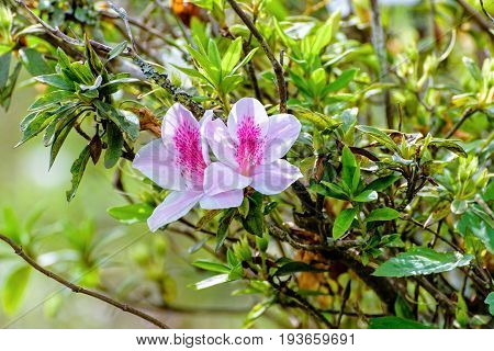 Beautiful white flower with pink stripe at tree of George Taber Azalea on the mountains in northern Thailand.