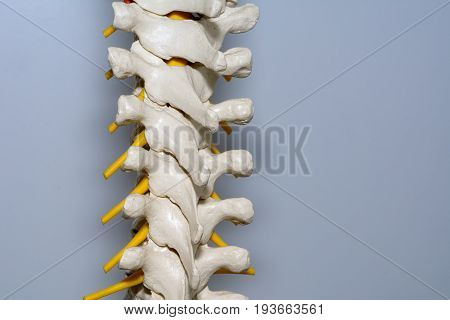Human spinal column isolated on white textured background