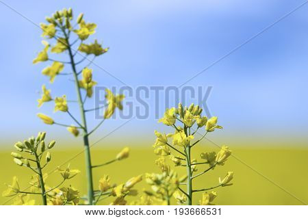Rapeseed (Brassica napus) also known as rape oilseed rape rapa rappi rapaseed. Field of bright yellow rapeseed in summer