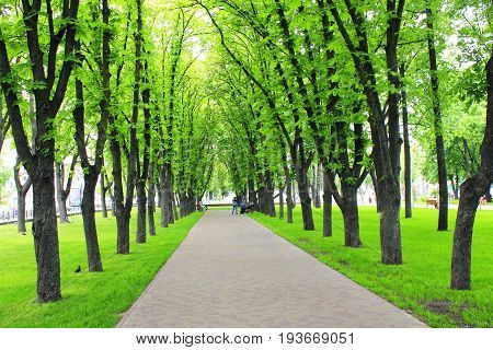 Beautiful city park with path and green trees