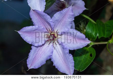 close up of single purple Clematis Jackmanii