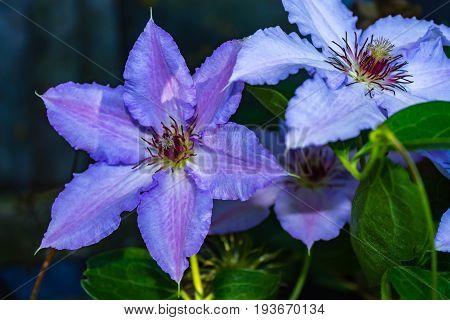 close up of purple Clematis Jackmanii flower landscape