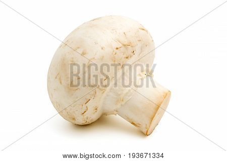 White mushroom isolated on white background. close-up