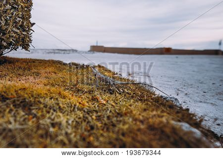 Wide angle view of gecko standing still on dry grass near fence of plants with sandy path and ocean horizon in defocused background Maldives island