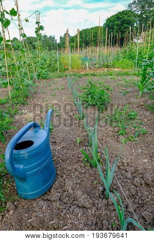 Row of onion sets gowing in the allotment in early summer with a blue watering can by the side.