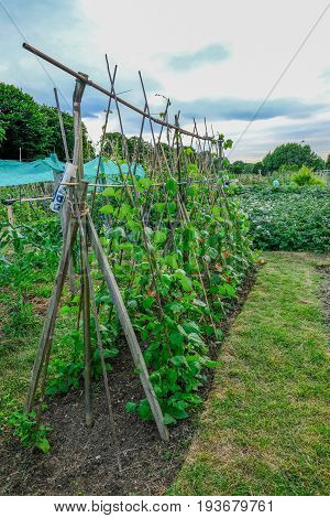 Runner beans growing up canes in the allotment in early summer.