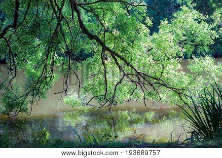 Tree over water with reflection. Summer nature lush foliage image. Idyllic tranquil lake scenic from the English countryside.
