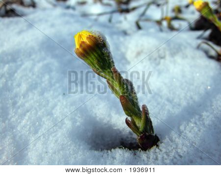 Forårsblomst 3