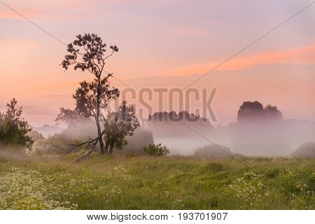 The Tree Is Half Broken By The Time The Dawn Light And Misty Haze