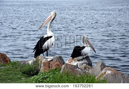 Two Australian Pelicans (Pelecanus conspicillatus) are sitting on the rocks at Macquarie Lake.