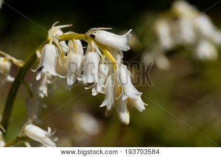 Flower of a Spanish bluebell (Hyacinthoides hispanica)