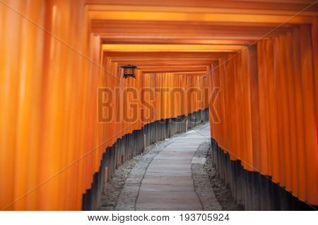 Tunnel of red votive Buddhist Torii gates at the Fushimi Inari-taisha shrine Japan leading uphill towards the temple in a disappearing curve