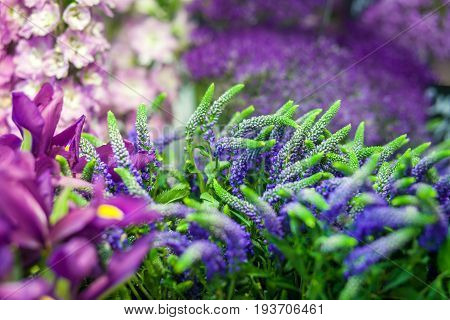A close-up of the flowers in purple. Romantic background