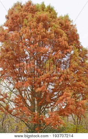 Larch Tree in Fall Colors in Springbook Nature Center in Illinois
