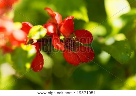 Flower of a Maules quince (Chaenomeles japonica)