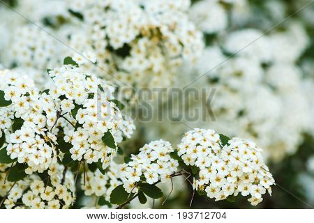 Detail of a cluster of white flower of the spirea /close-up of white spirea flowers